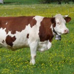 La Vache Montbéliarde Bexka